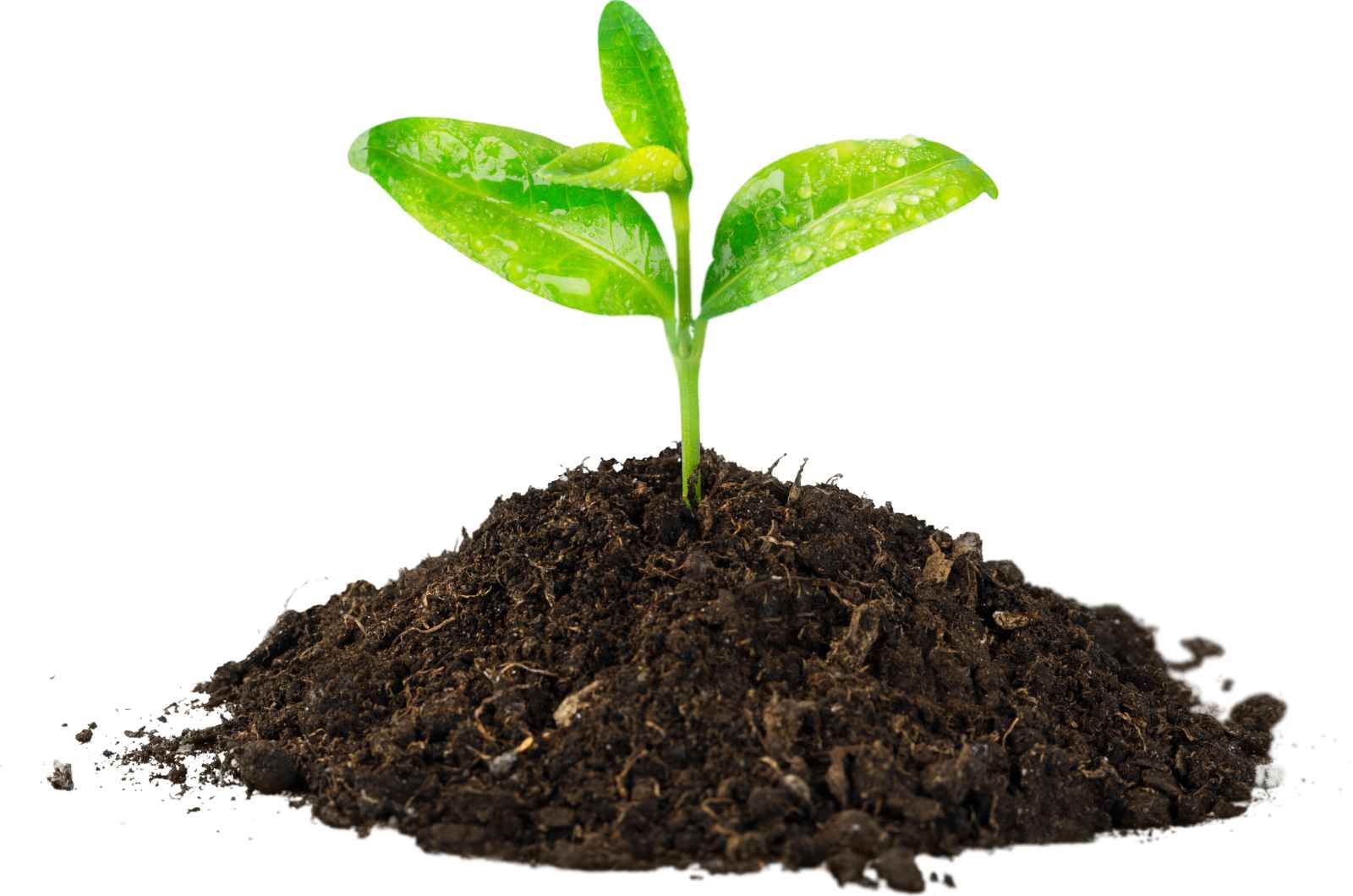 Plant Phenotyping